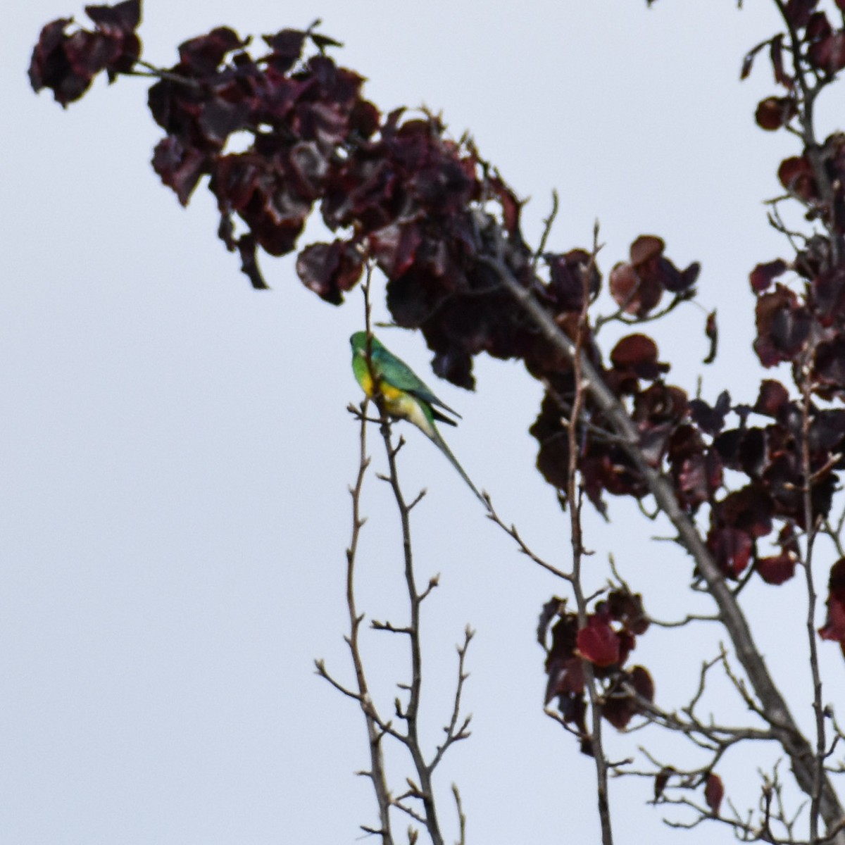 Red-rumped Parrot - Julie Smith