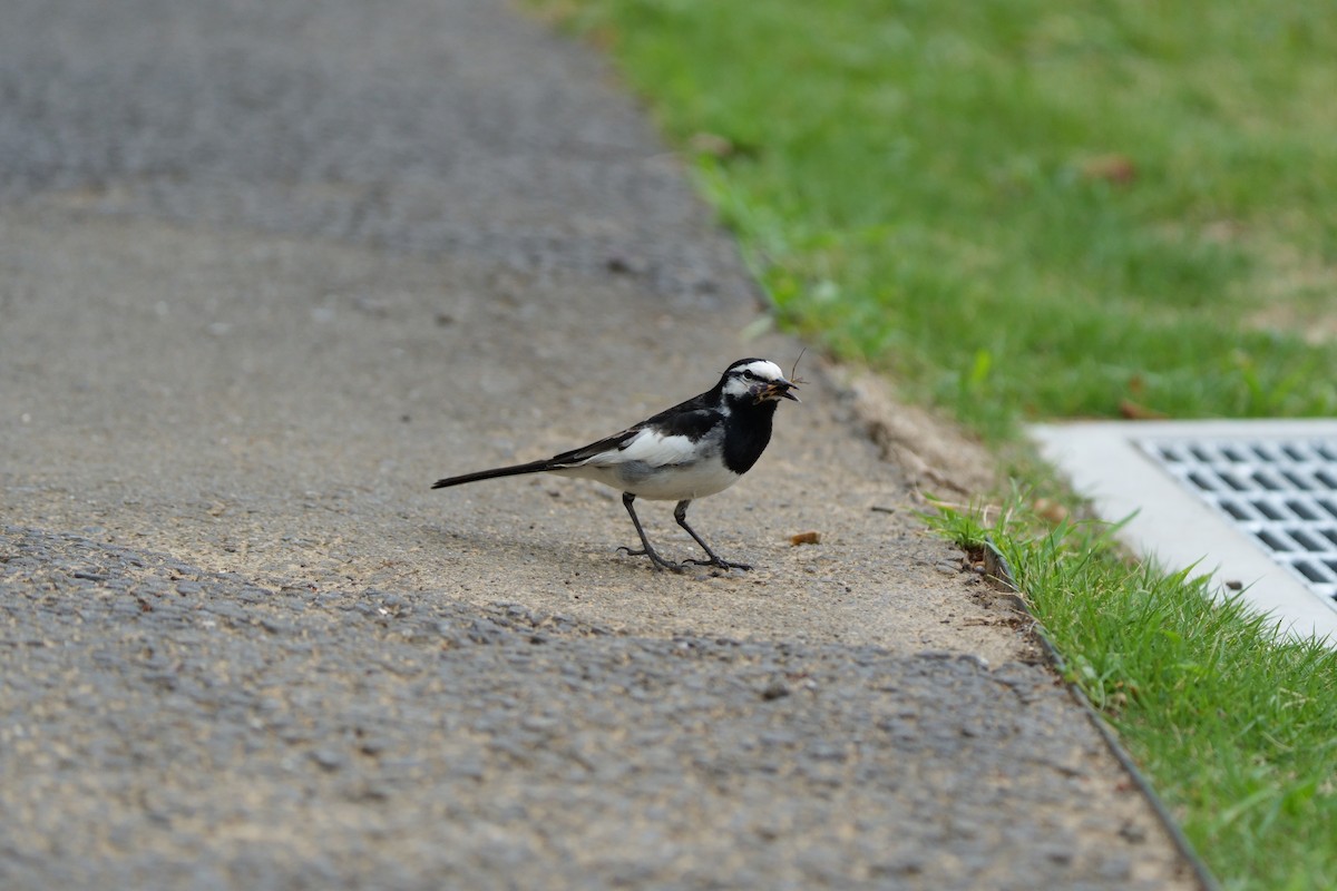 White Wagtail - Mizuho Inoue