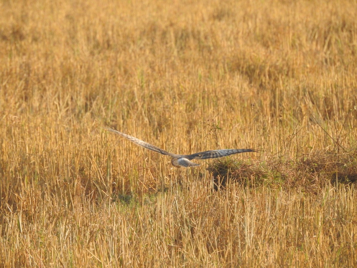 Hen Harrier - Selvaganesh K