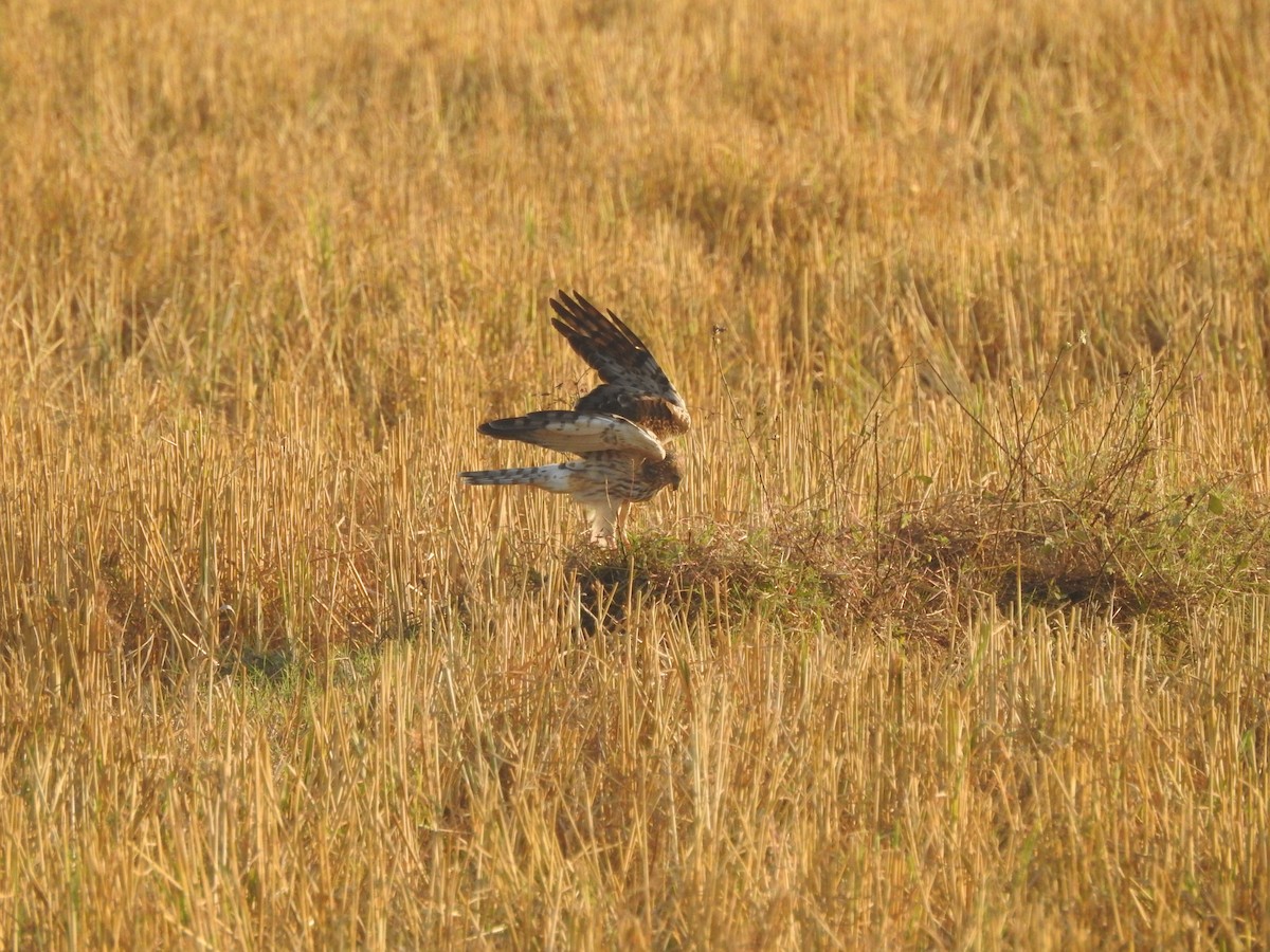 Hen Harrier - Selvaganesh K