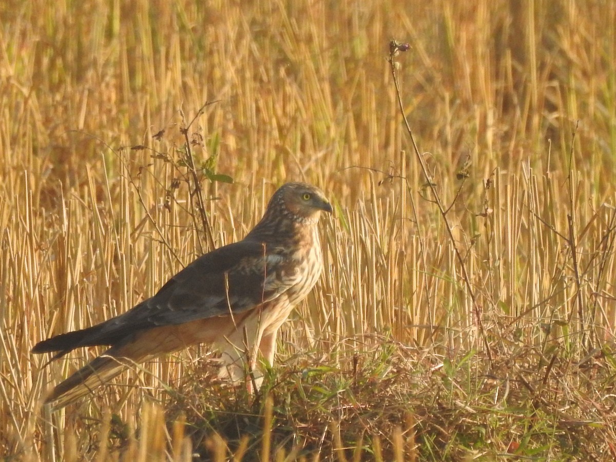 Hen Harrier - Selvaganesh K