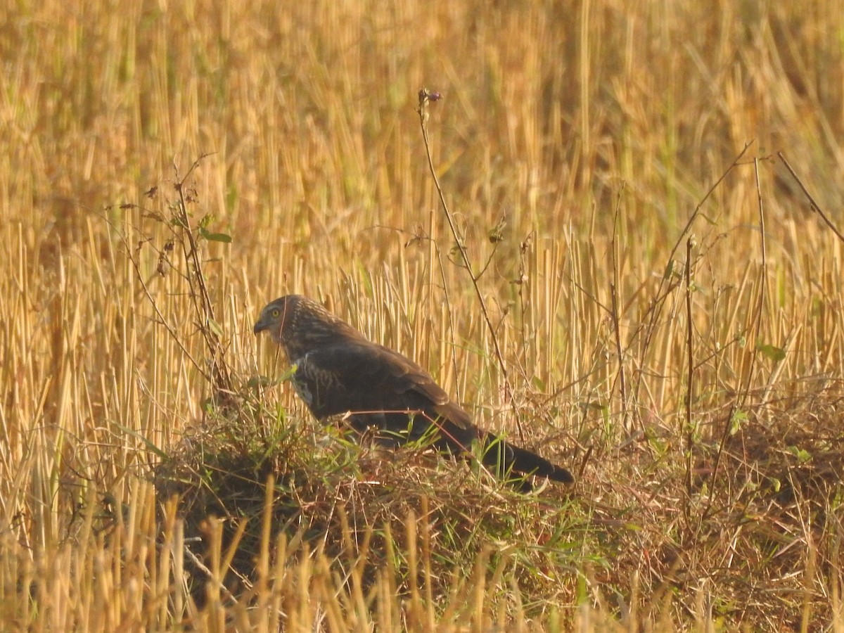 Hen Harrier - Selvaganesh K