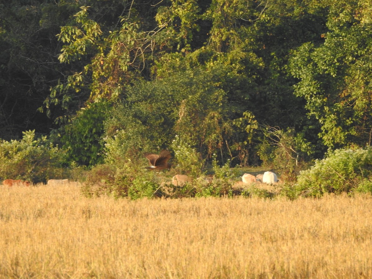 Hen Harrier - ML619558738