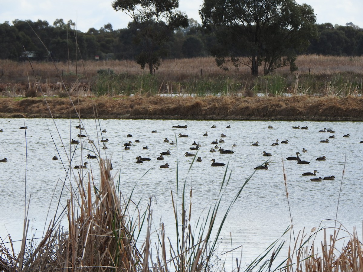 Pacific Black Duck - DS Ridley