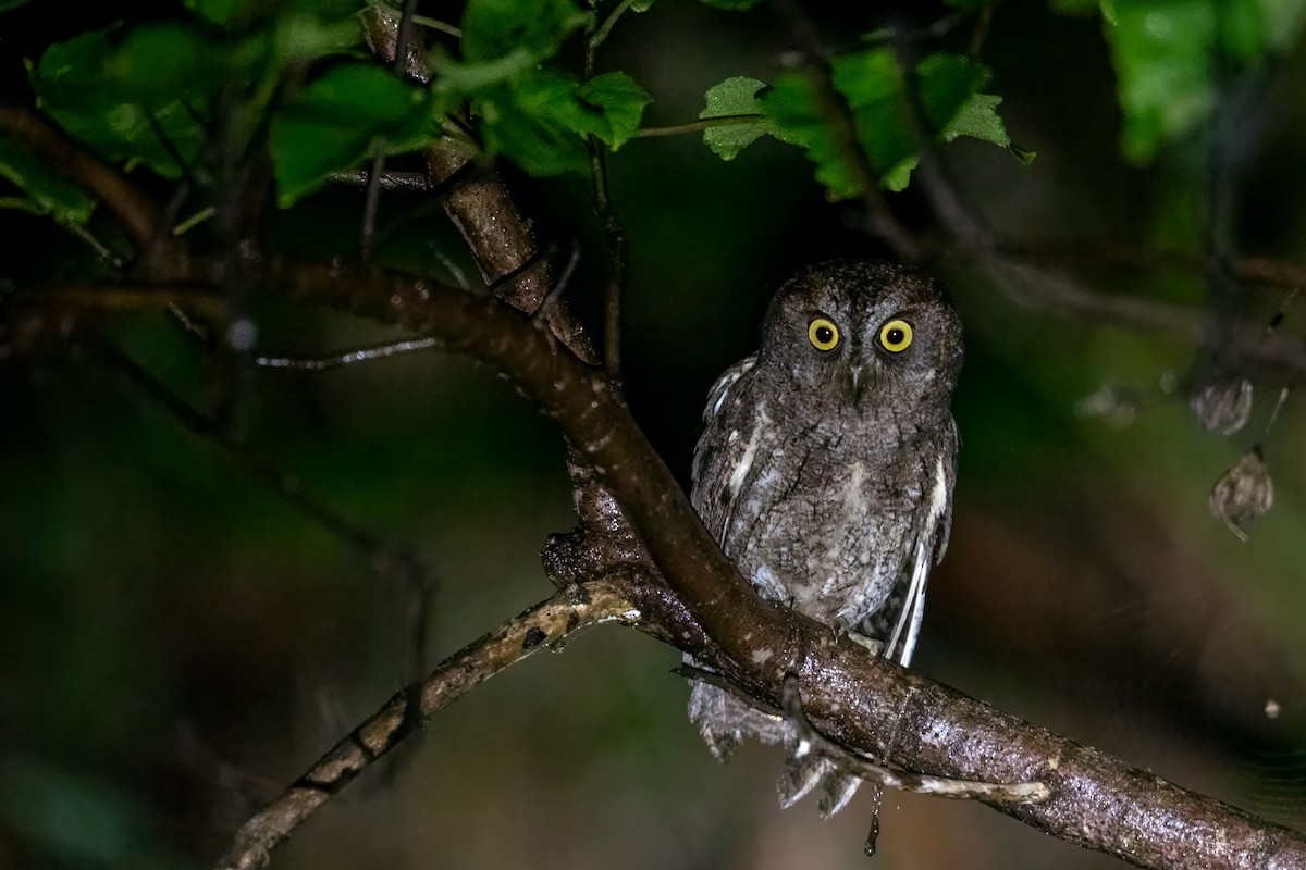 Ryukyu Scops-Owl - ML619558742