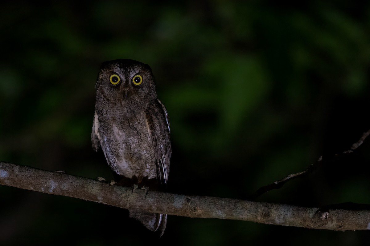 Ryukyu Scops-Owl - ML619558743