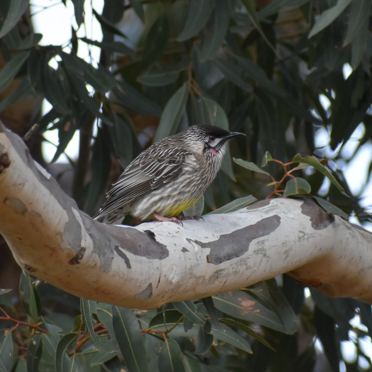 Red Wattlebird - Julie Smith