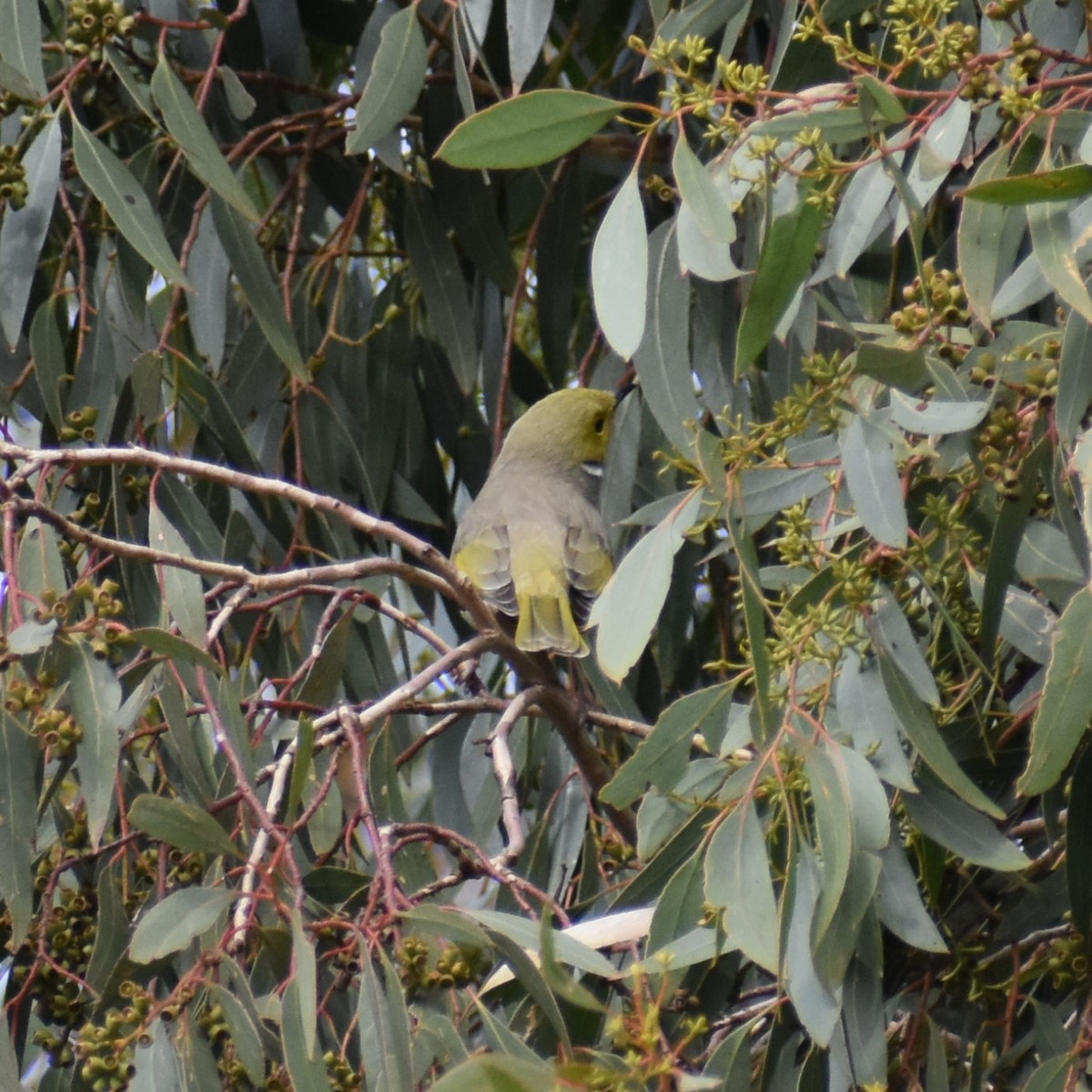 White-plumed Honeyeater - ML619558745