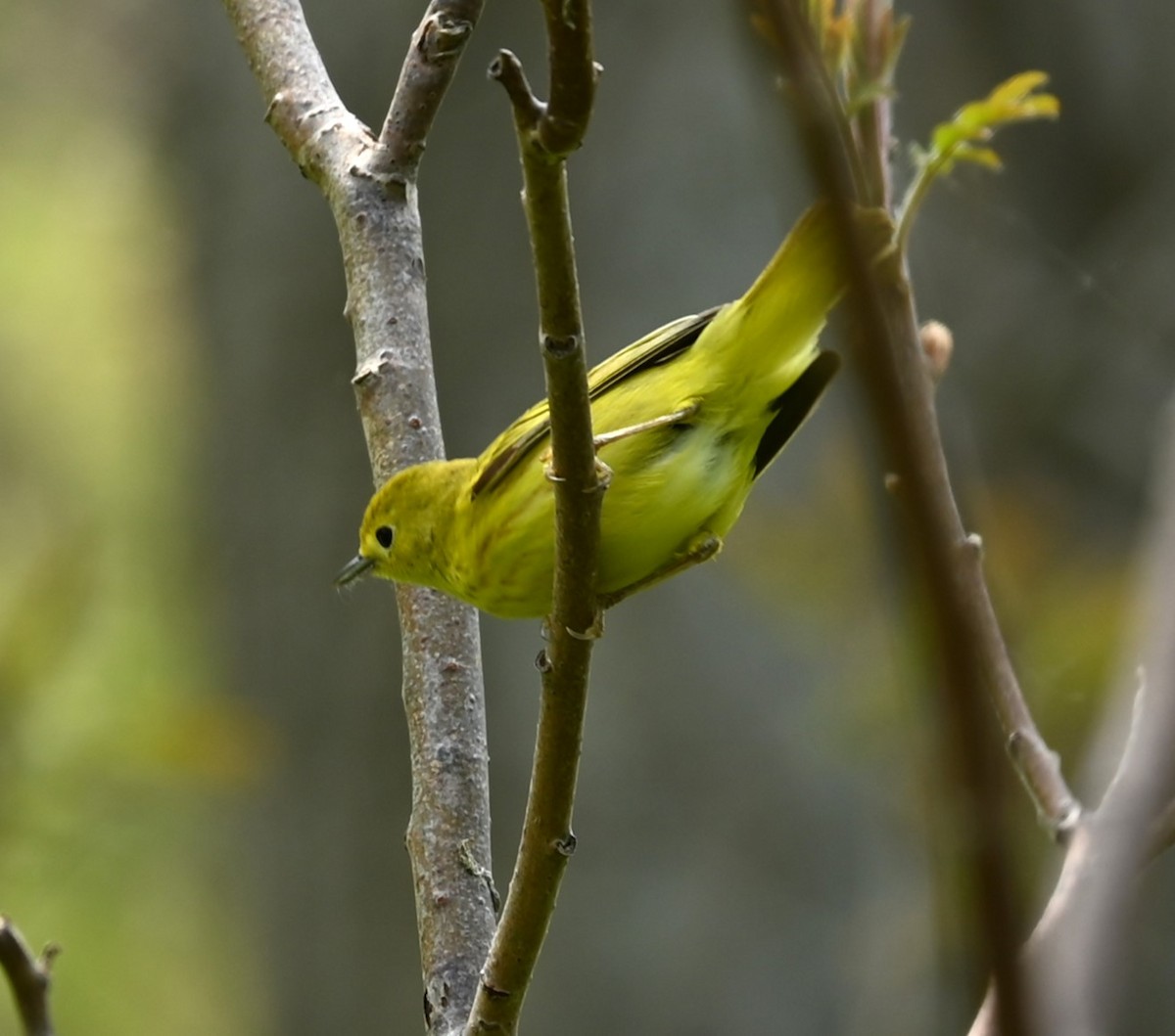 Yellow Warbler - Nicolle and H-Boon Lee