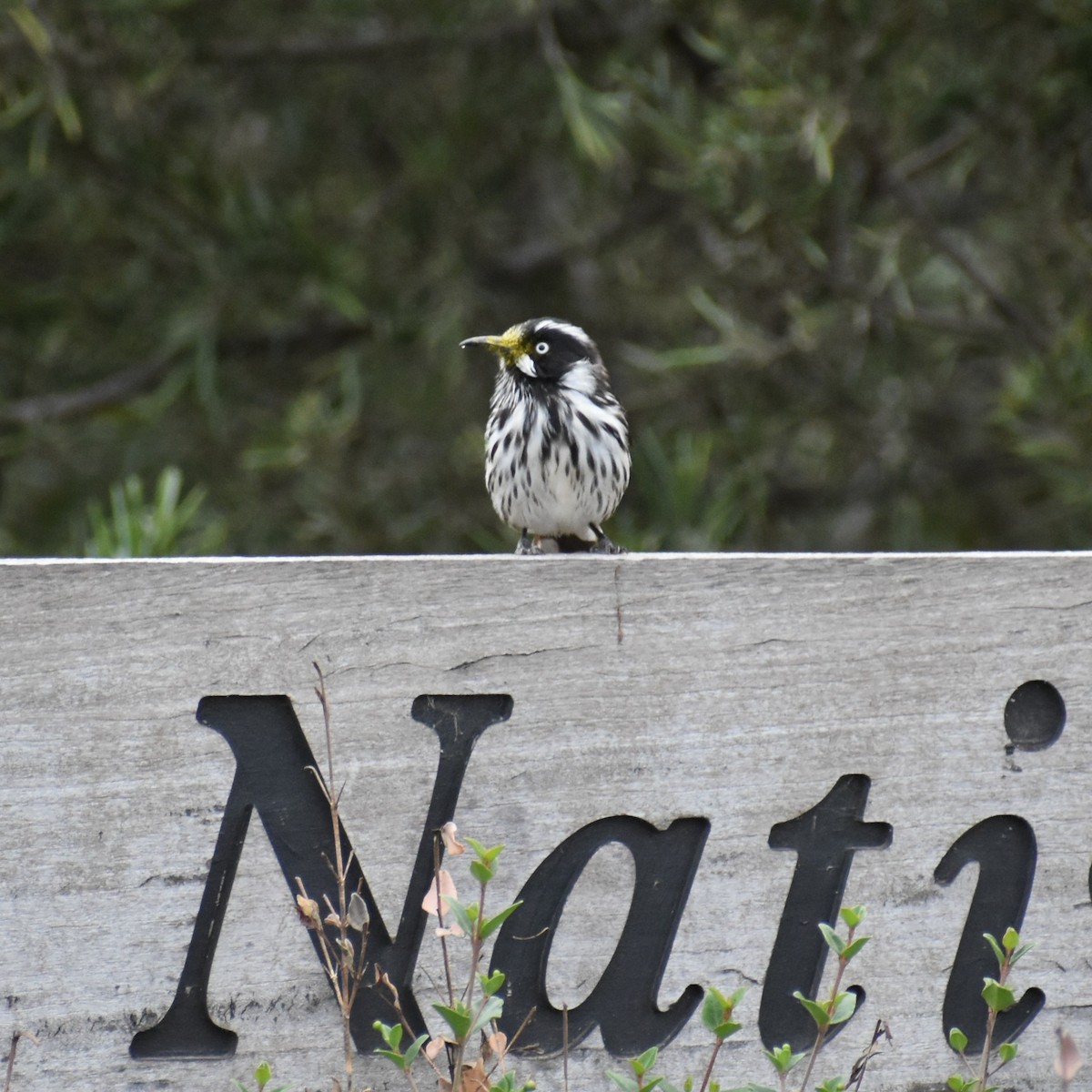 New Holland Honeyeater - Julie Smith