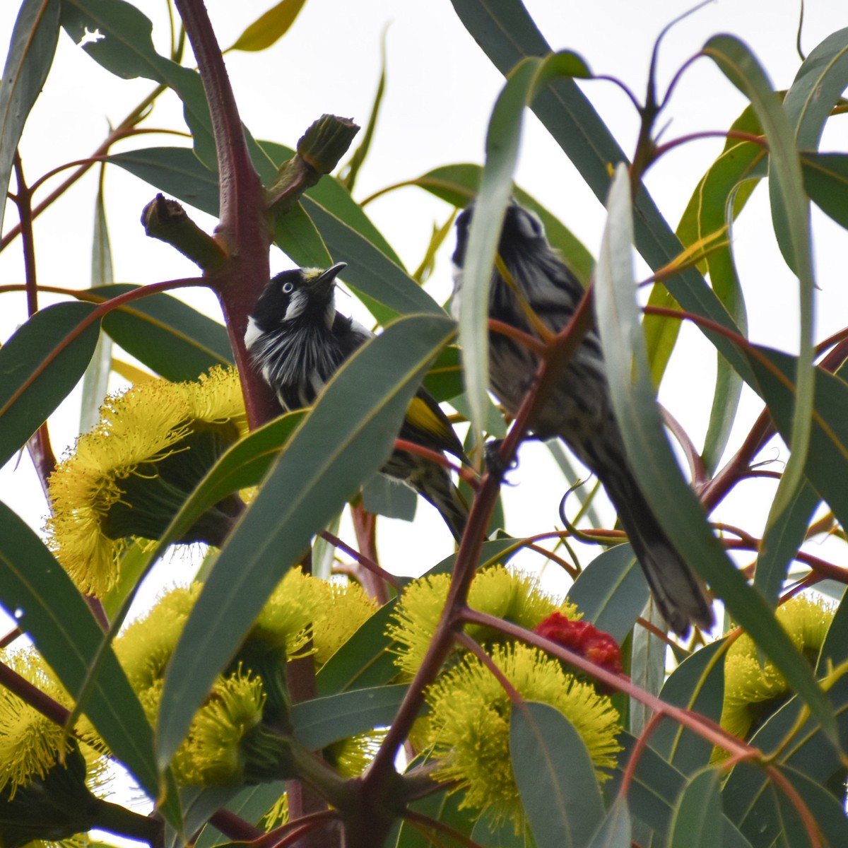 New Holland Honeyeater - Julie Smith