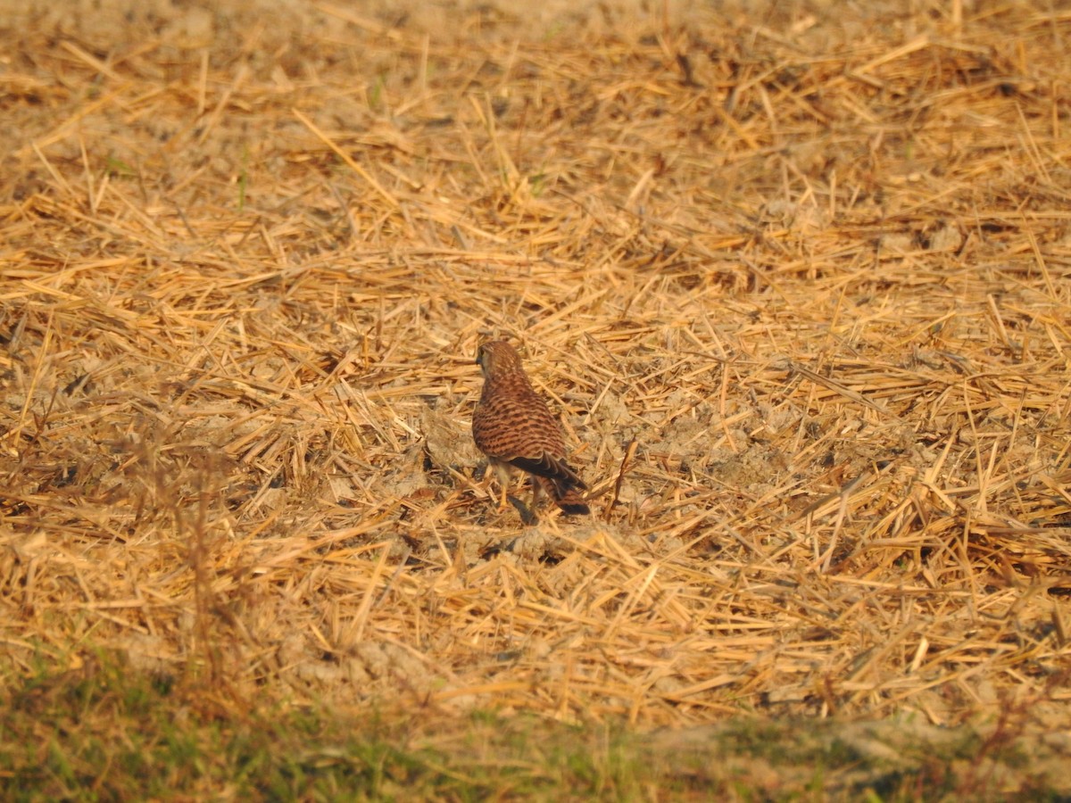 Eurasian Kestrel - Selvaganesh K