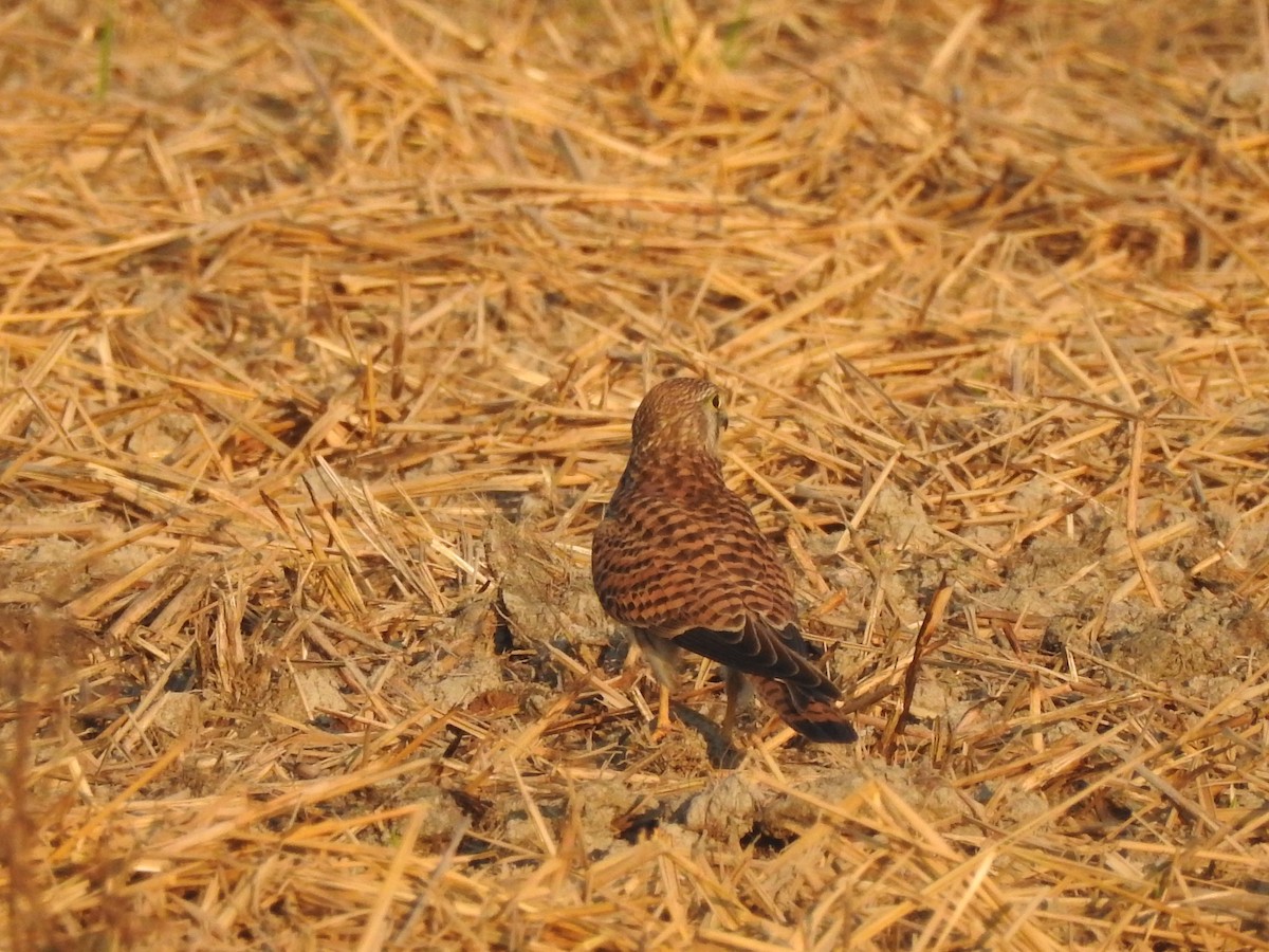 Eurasian Kestrel - Selvaganesh K