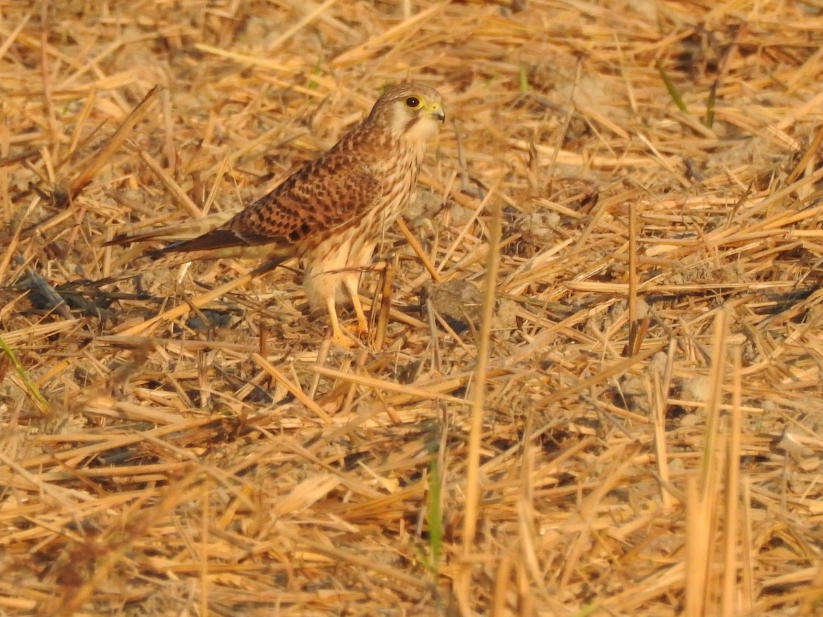 Eurasian Kestrel - Selvaganesh K