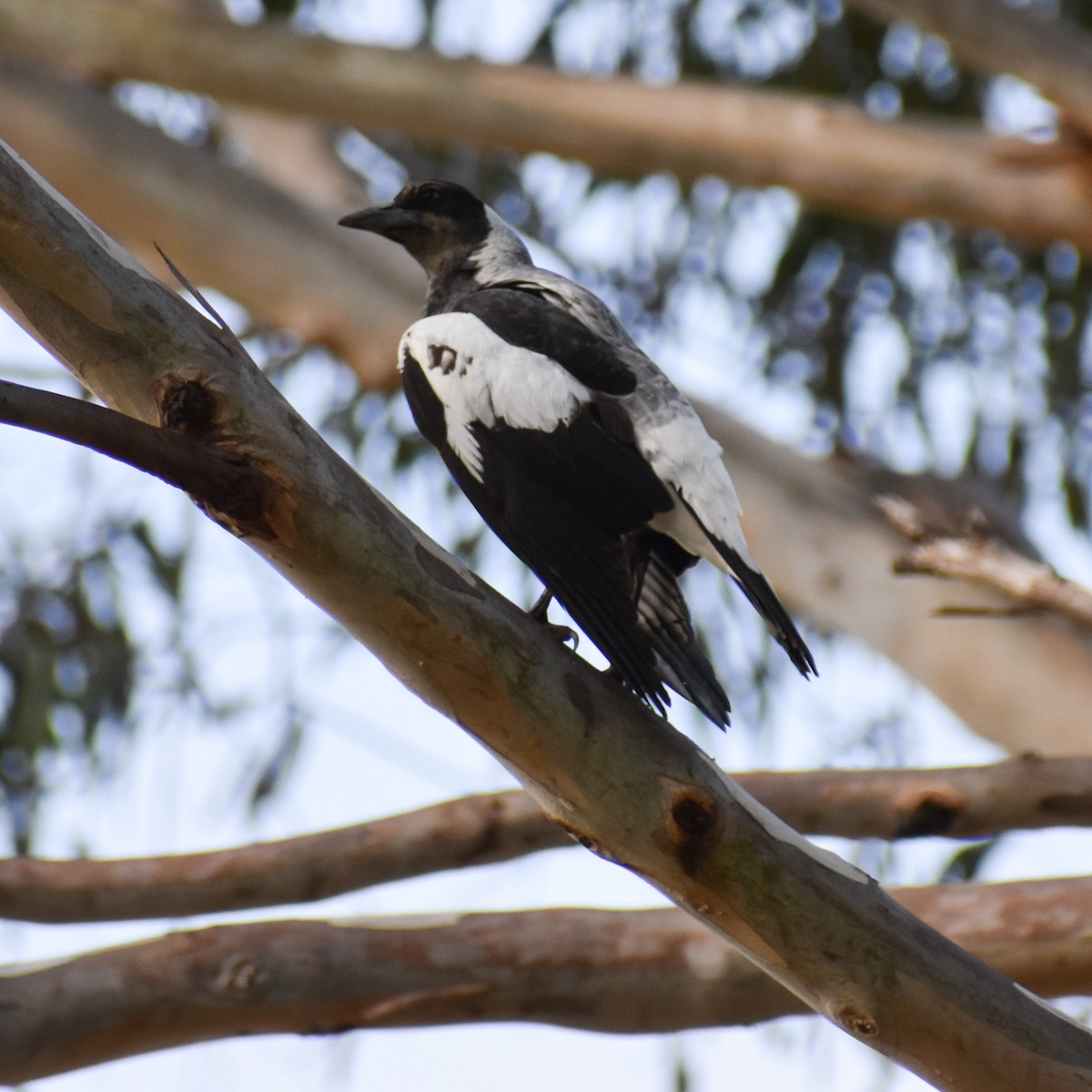 Australian Magpie - Julie Smith