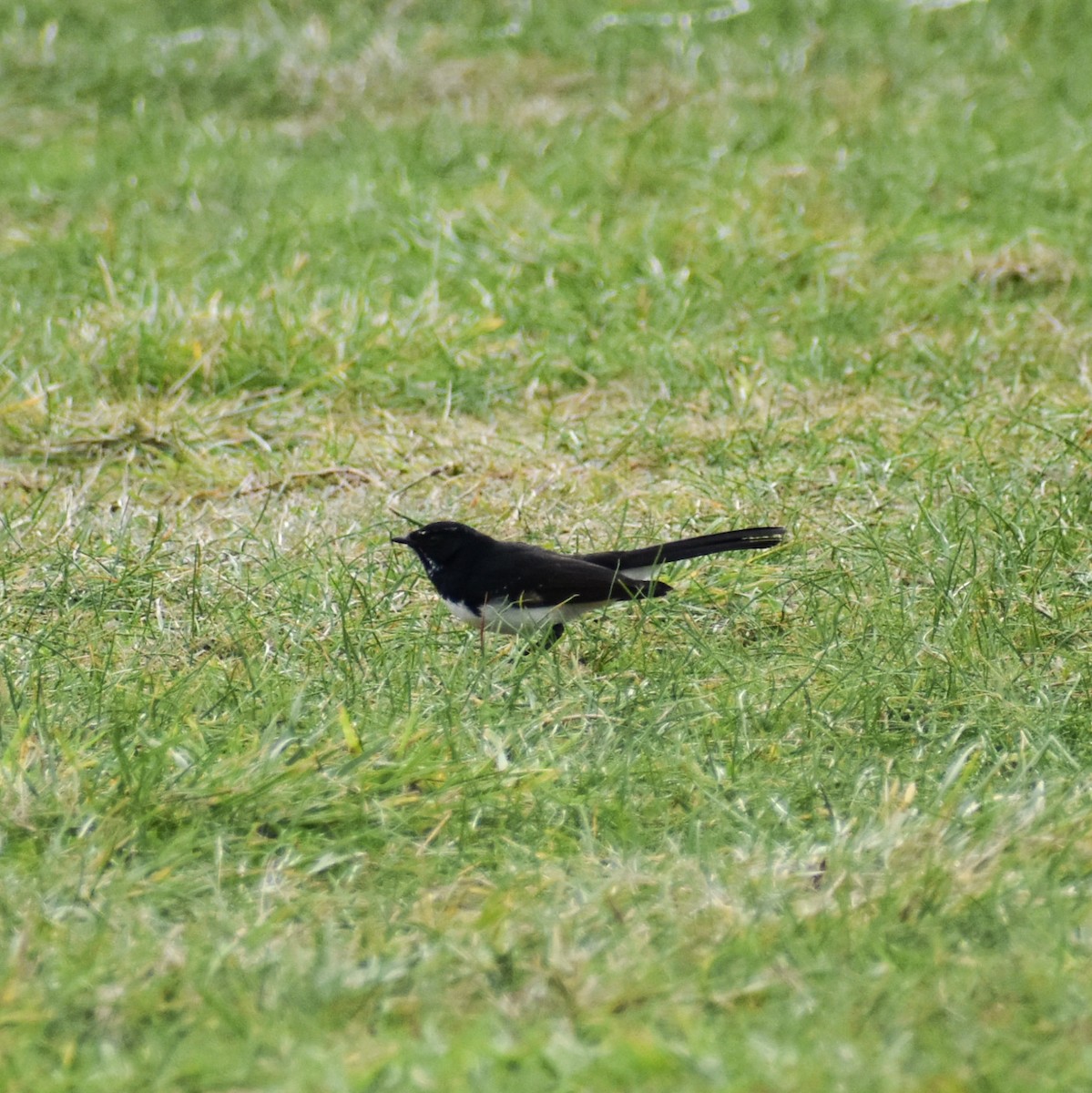 Willie-wagtail - Julie Smith