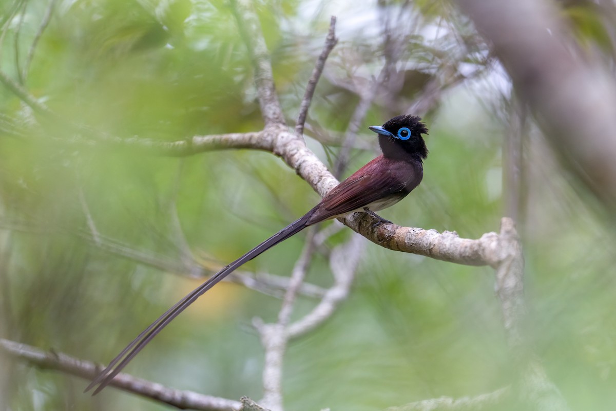 Black Paradise-Flycatcher - Robert Hackel