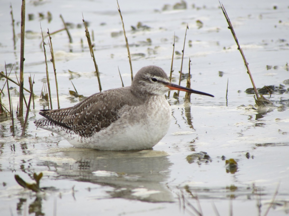 Spotted Redshank - Peter Milinets-Raby