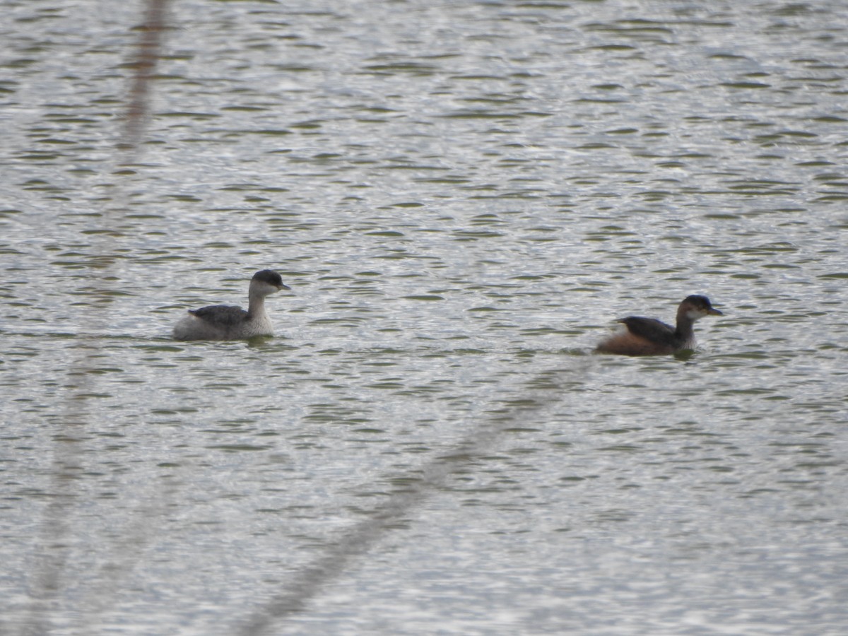 Hoary-headed Grebe - DS Ridley