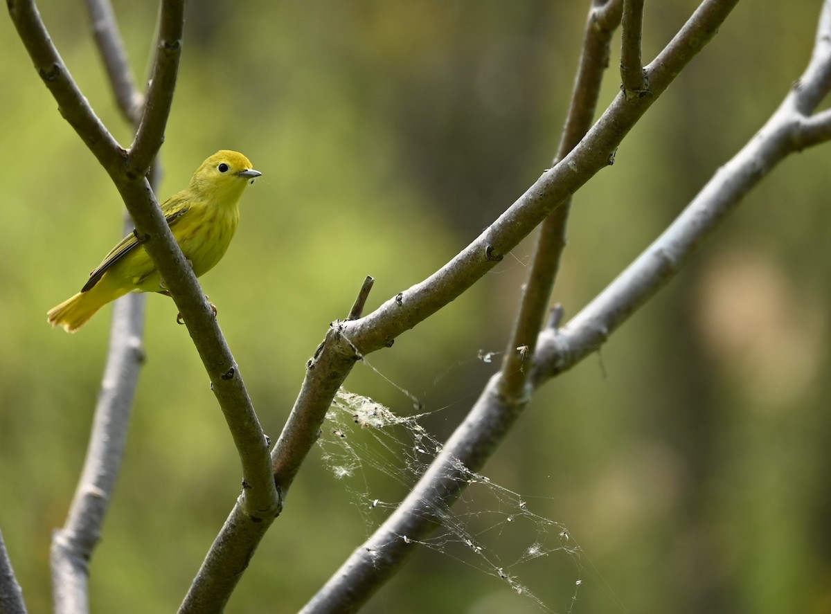 Yellow Warbler - Nicolle and H-Boon Lee