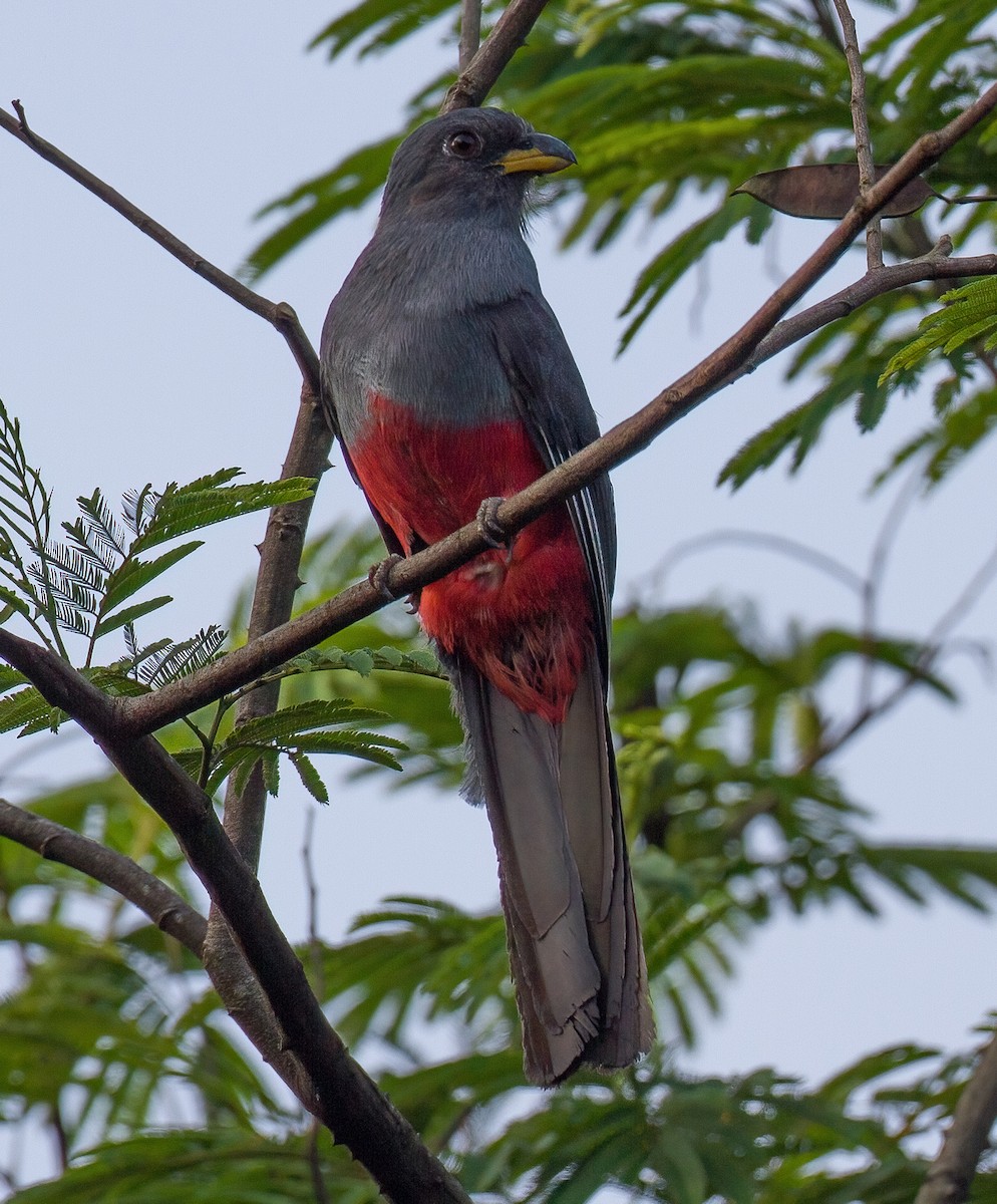 Trogon à queue noire - ML619558785