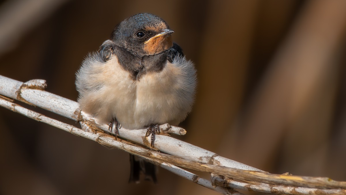 Barn Swallow (White-bellied) - ML619558786