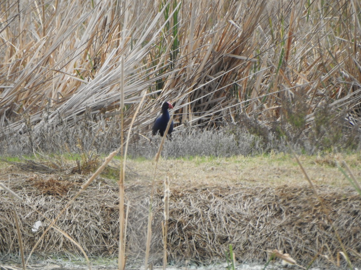 Australasian Swamphen - ML619558795