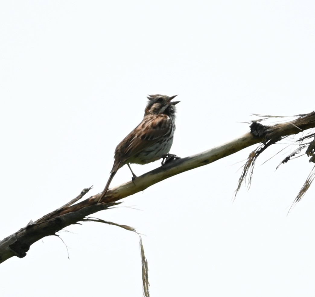 Song Sparrow - Nicolle and H-Boon Lee