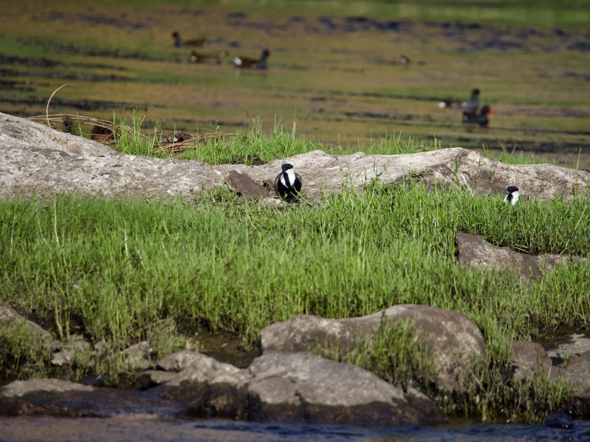 Spur-winged Lapwing - Mikel GZ