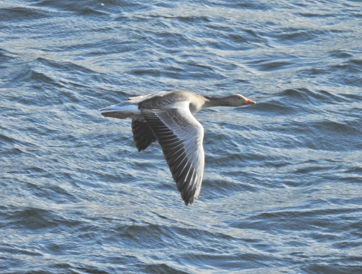 Graylag Goose - Keith Gregoire