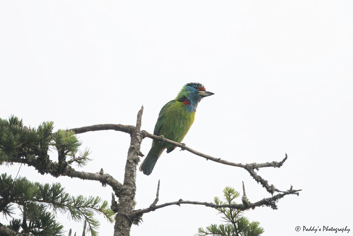 Blauwangen-Bartvogel - ML619558806