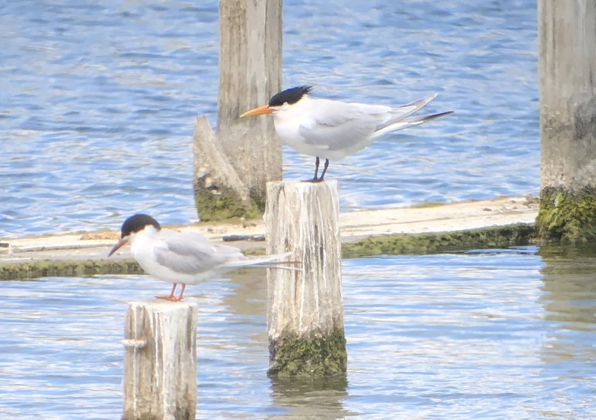 Elegant Tern - Michael Rogers