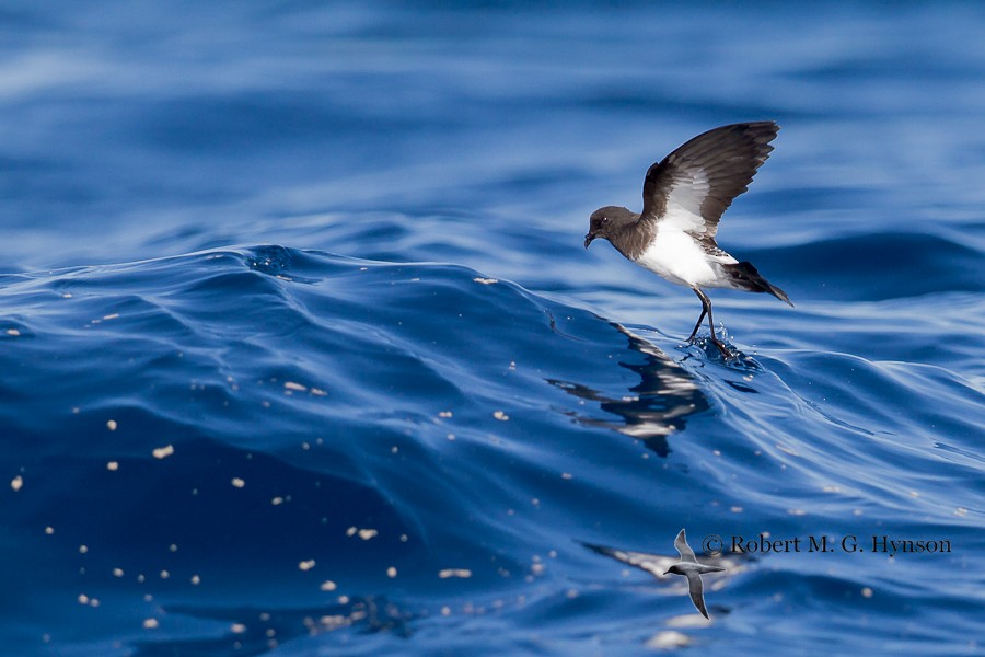 White-bellied Storm-Petrel - Robert Hynson