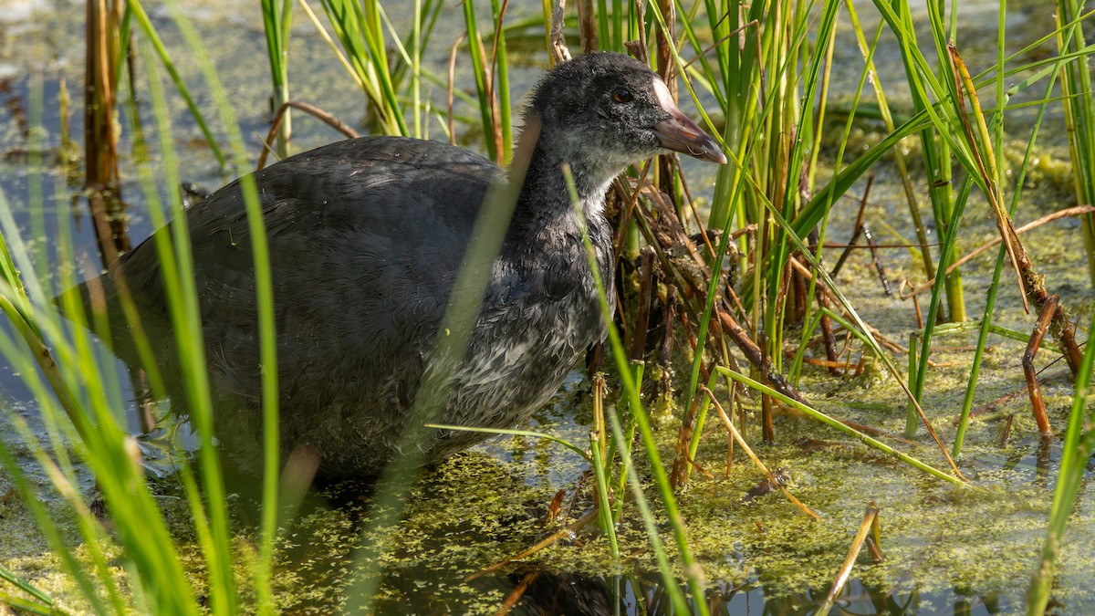 Eurasian Coot - Fernando Portillo de Cea