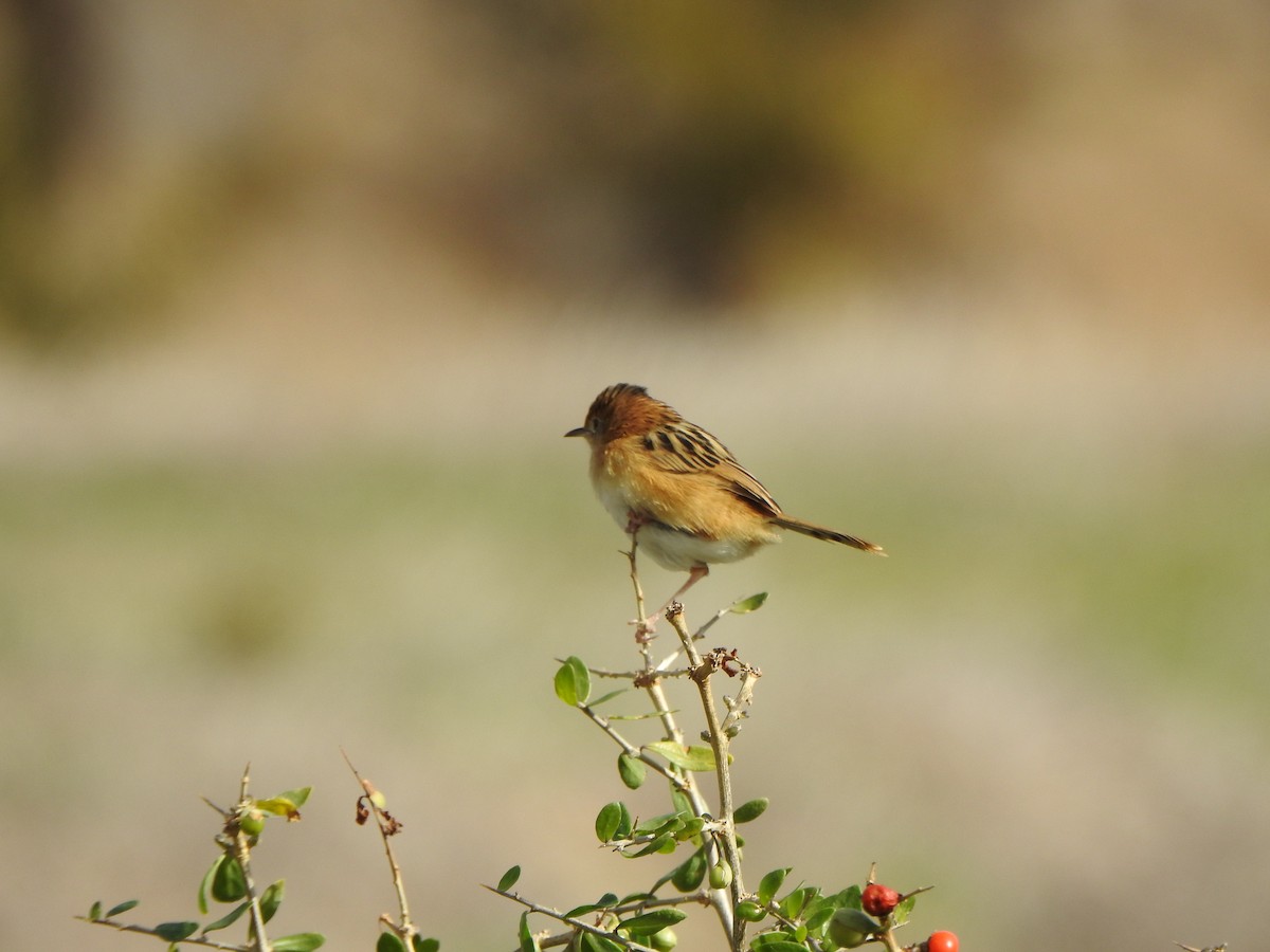 Golden-headed Cisticola - DS Ridley