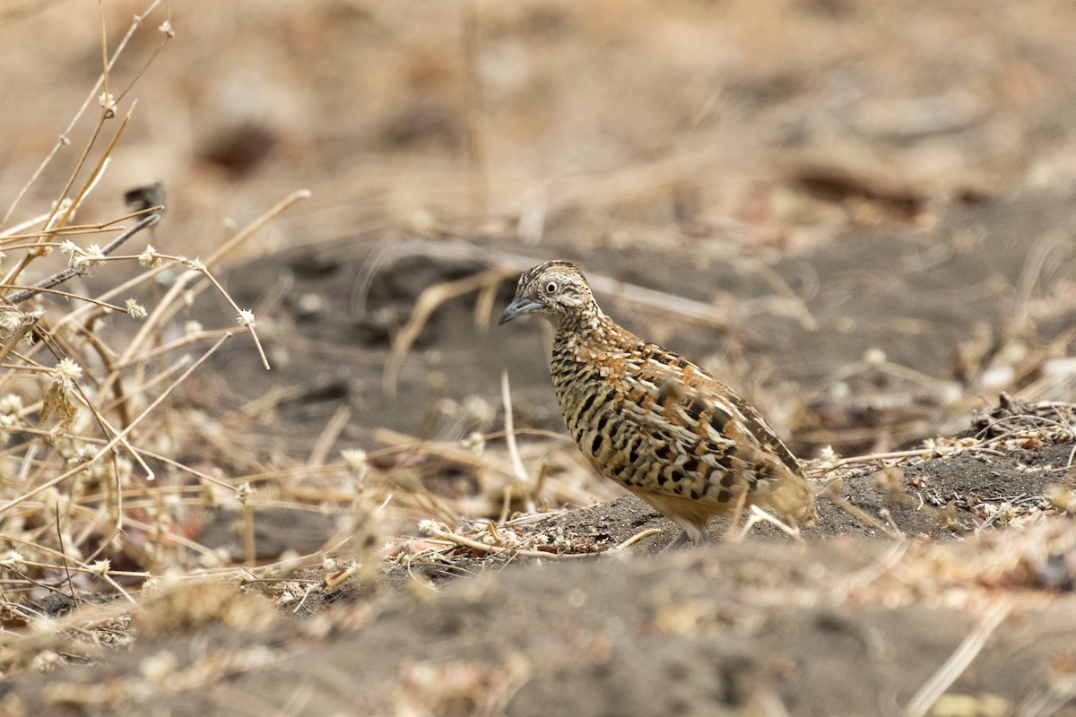 Barred Buttonquail - ML619558816