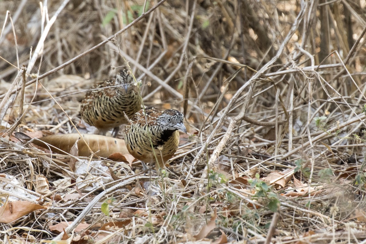 Barred Buttonquail - Ramesh Shenai