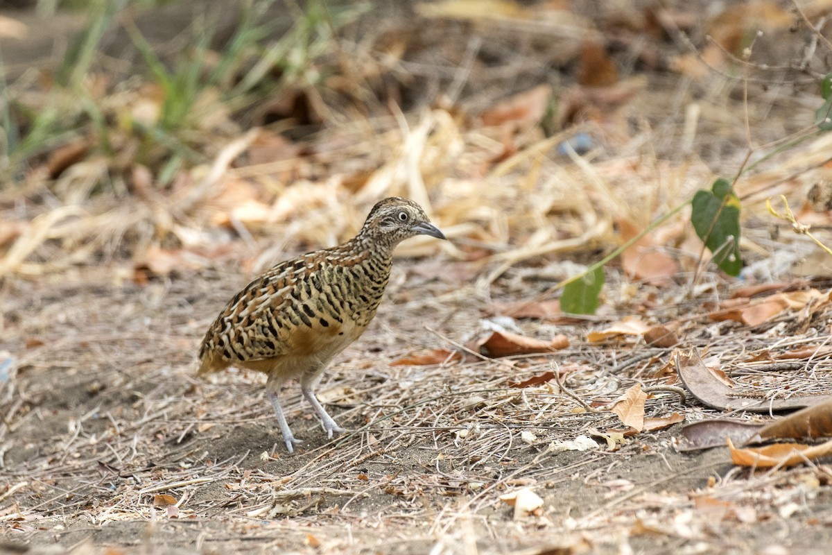 Barred Buttonquail - Ramesh Shenai