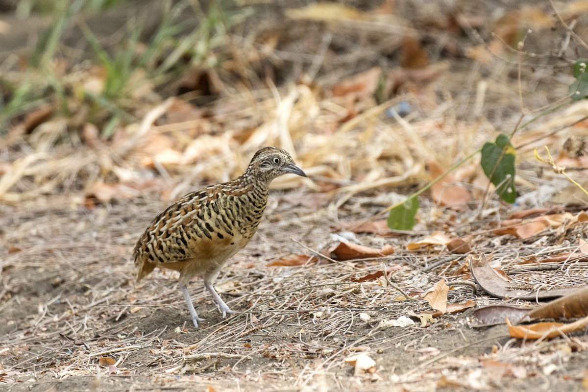 Barred Buttonquail - ML619558820