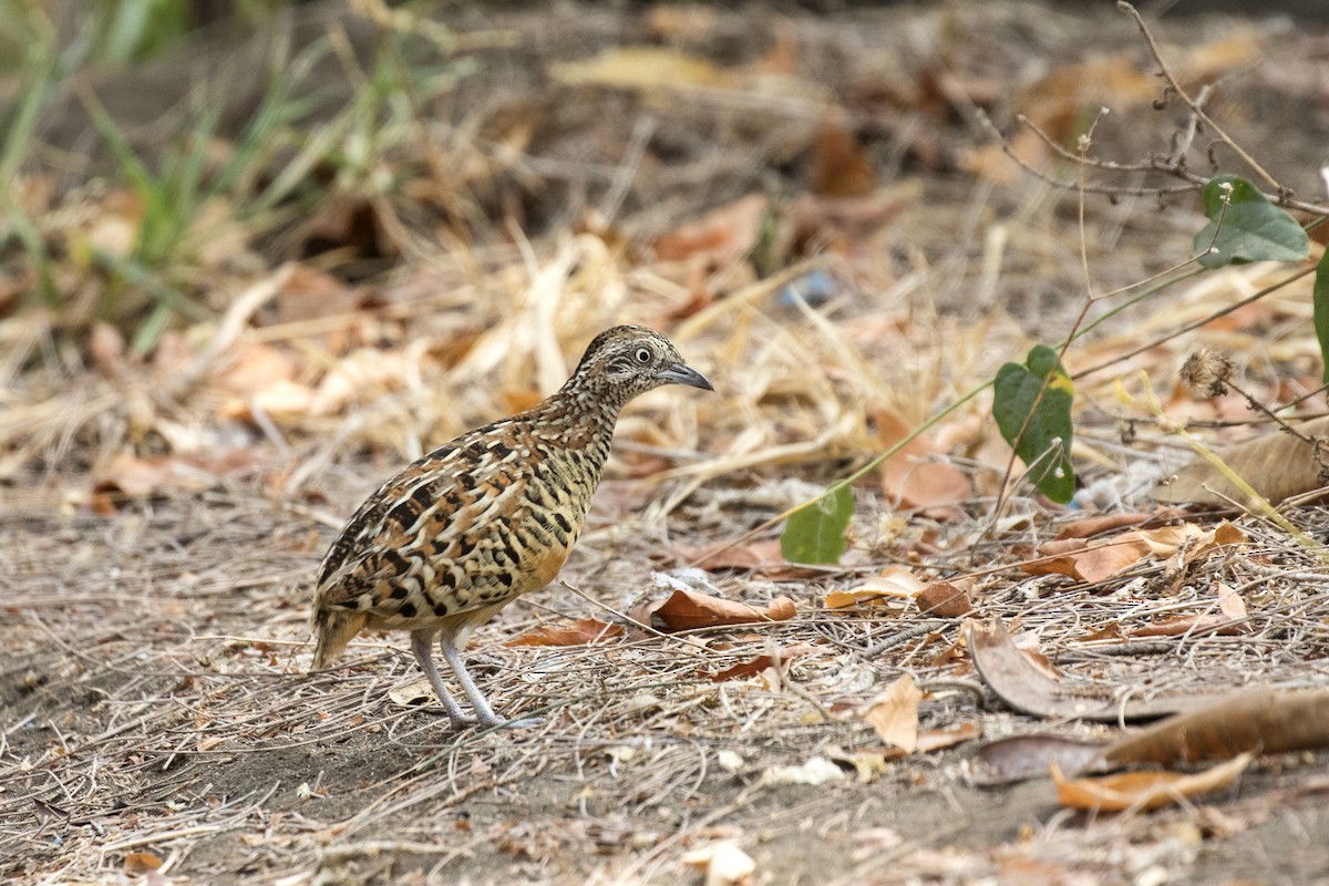 Barred Buttonquail - Ramesh Shenai