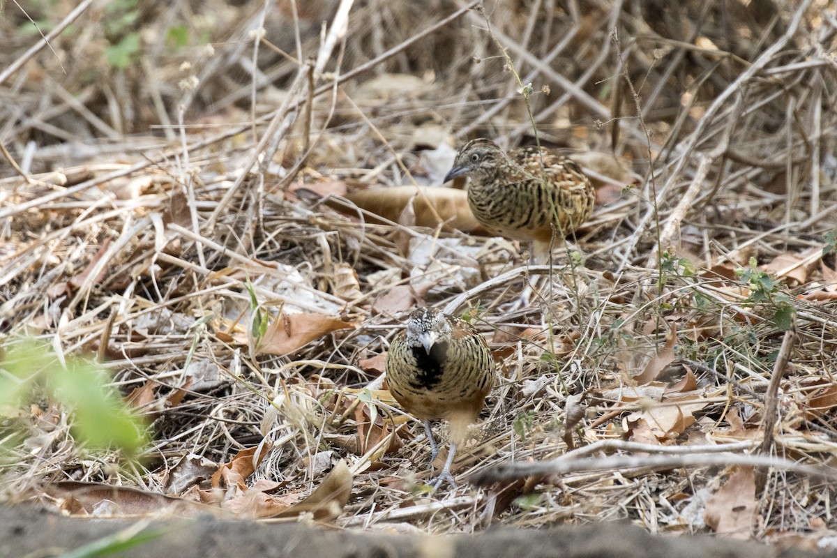 Barred Buttonquail - ML619558822