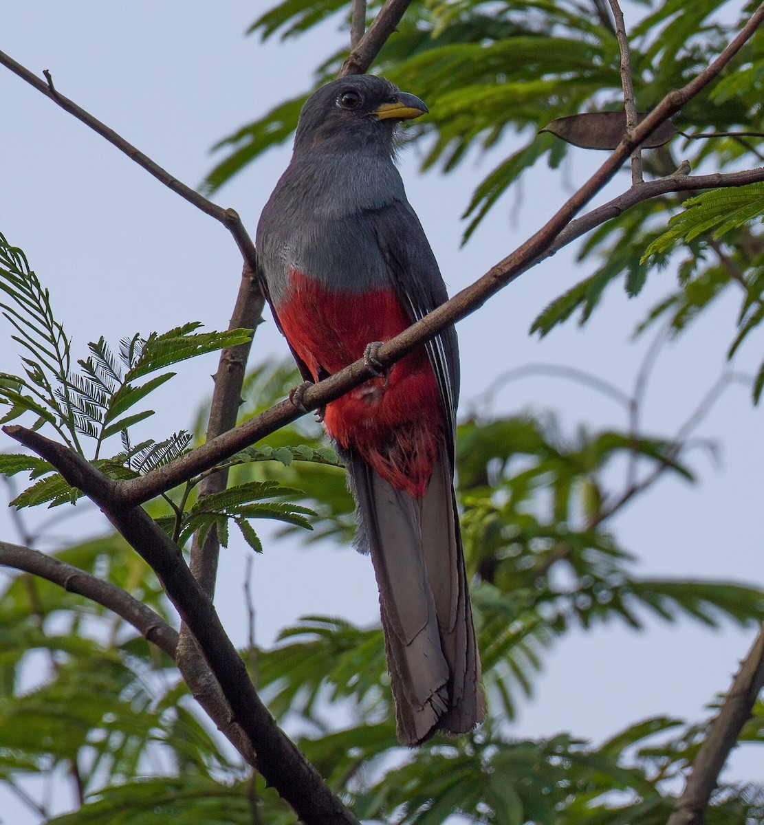 Black-tailed Trogon - José Martín