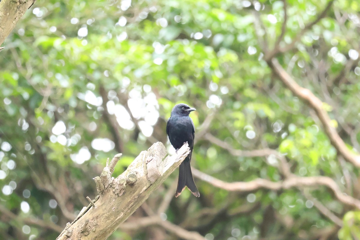 Black Drongo - Ying ZHOU