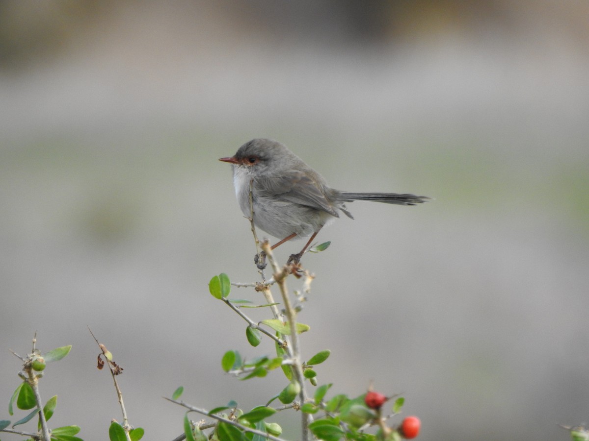 Superb Fairywren - DS Ridley