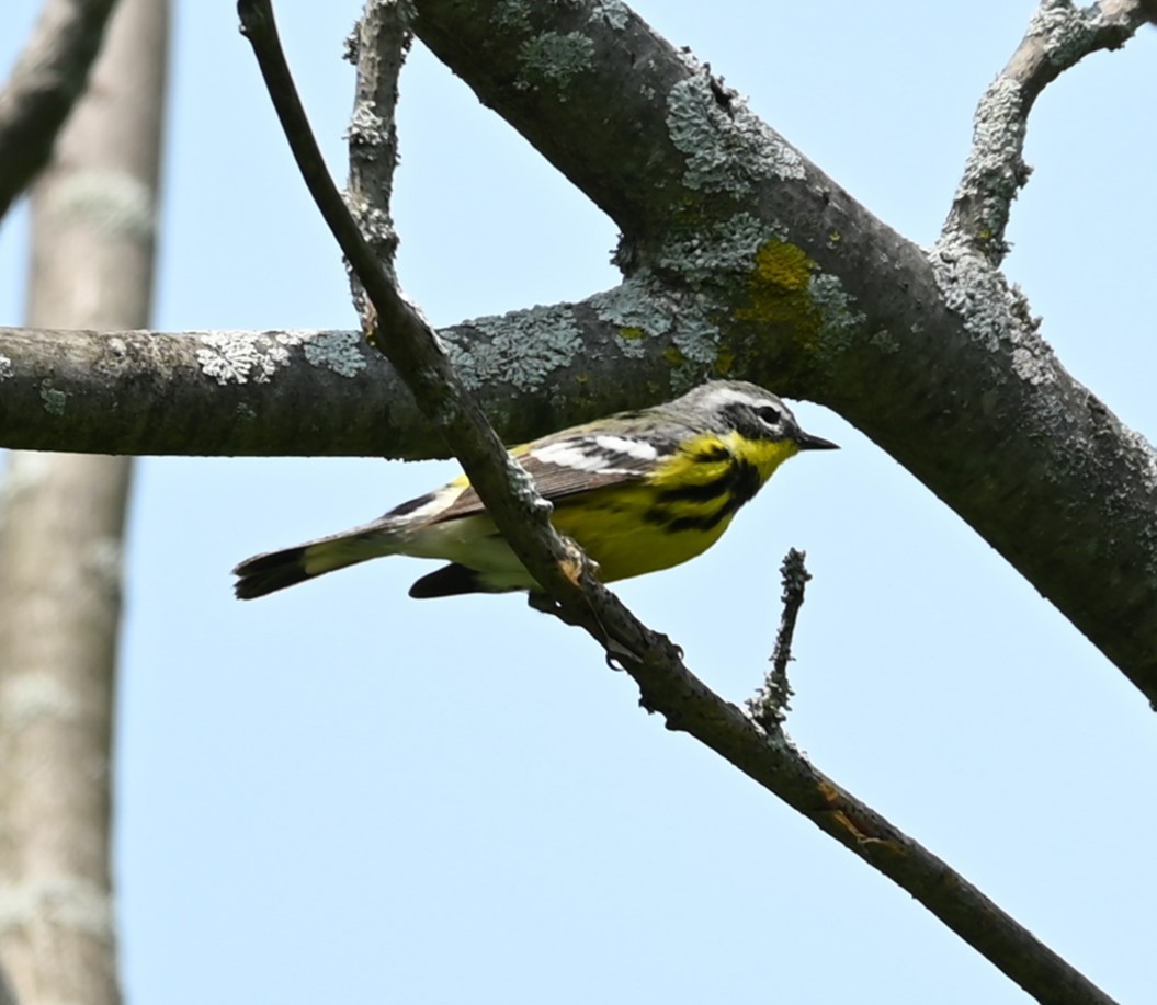 Magnolia Warbler - Nicolle and H-Boon Lee