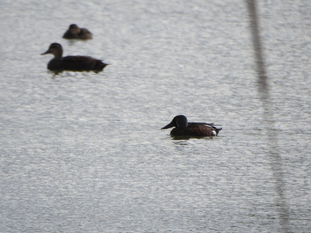 Australasian Shoveler - DS Ridley