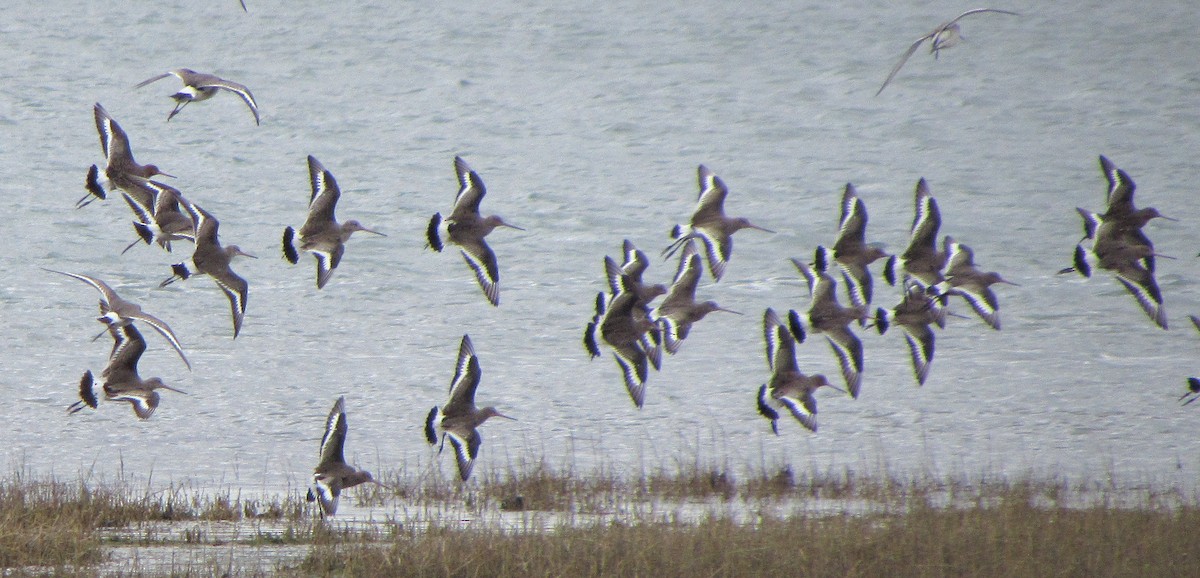 Black-tailed Godwit - Peter Milinets-Raby