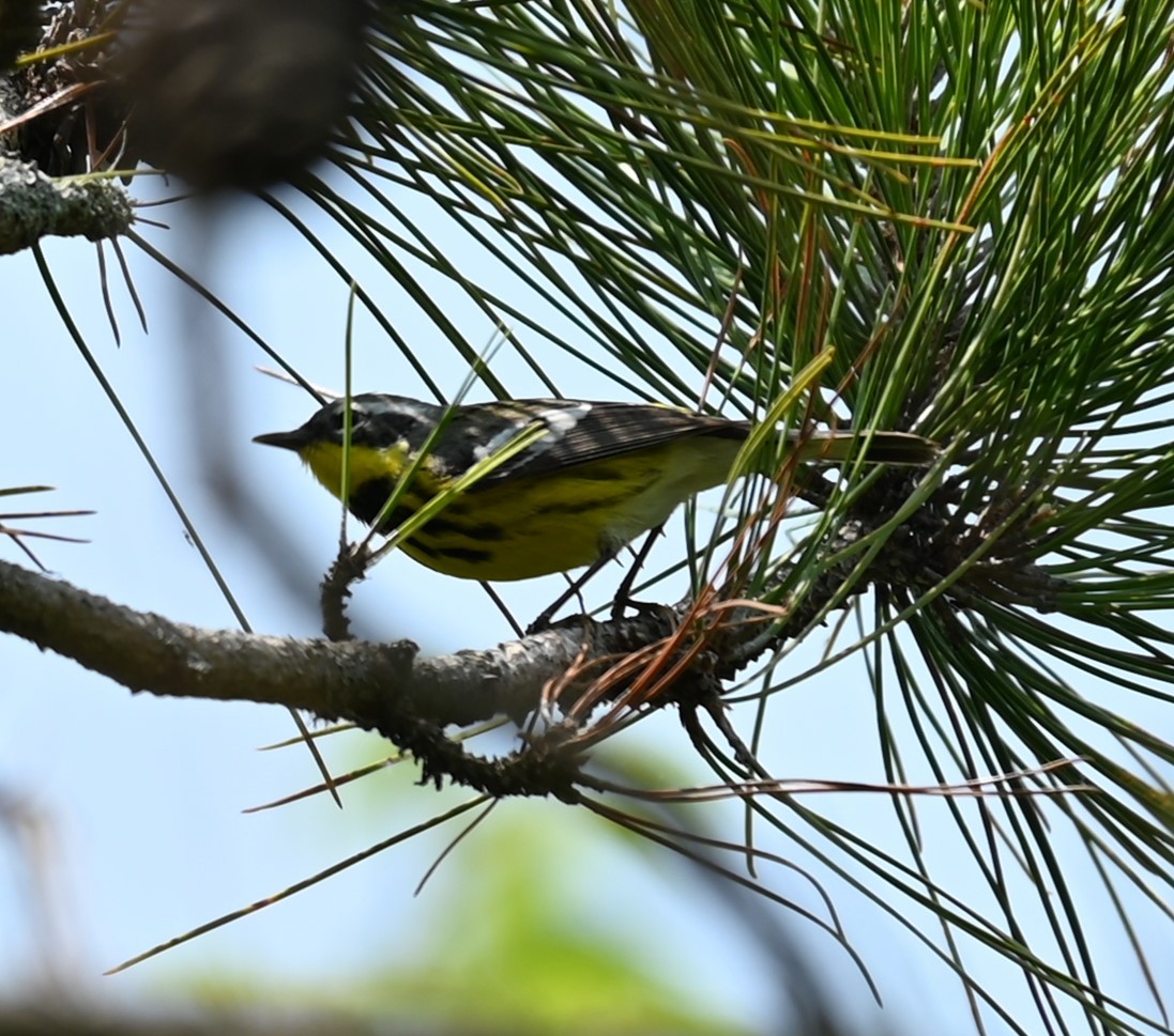 Magnolia Warbler - Nicolle and H-Boon Lee