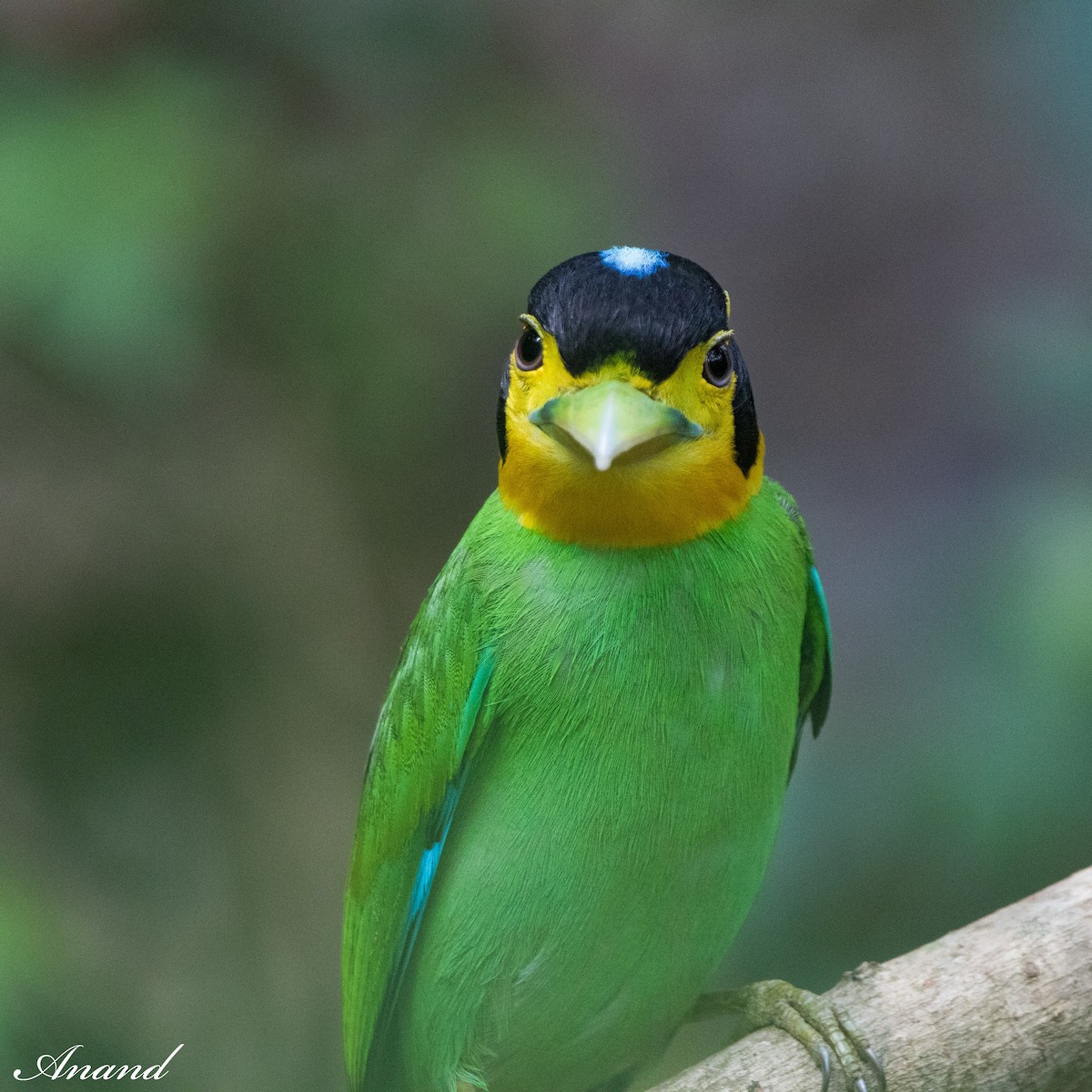 Long-tailed Broadbill - Anand Singh