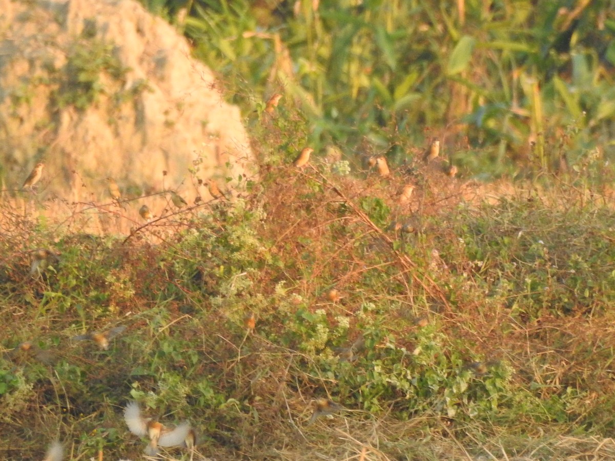 Baya Weaver - Selvaganesh K